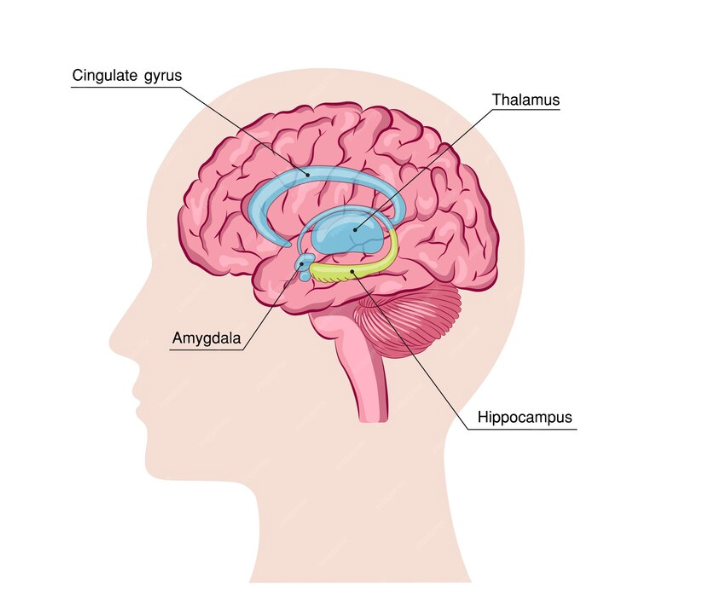 Estructura cerebral de la respuesta de miedo